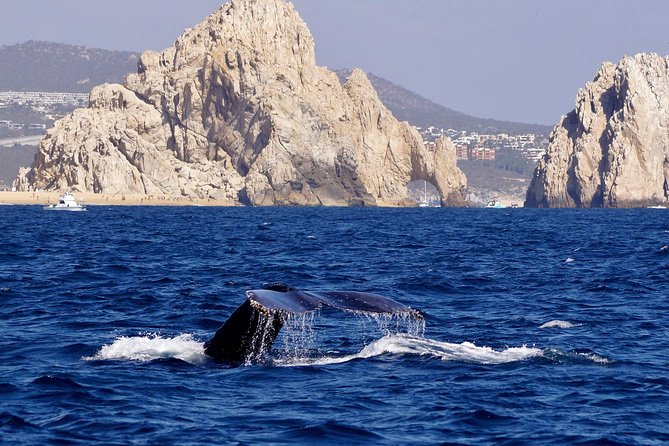 Whale Watching Cruise in Cabos San Lucas and Ground Transportation - The Best Moments: How Whale Spotting Usually Plays Out