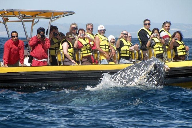 Whale Watching Cruise in Cabos San Lucas and Ground Transportation - Packing Like a Pro: What to Bring (and What to Leave)
