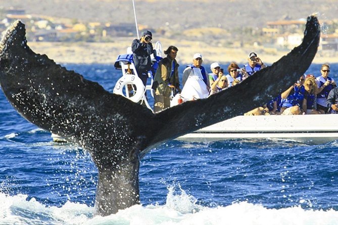 Whale Watching Cruise in Cabos San Lucas and Ground Transportation - The Cabo San Lucas Arch Tour: The Quick “Wow” Before the Water