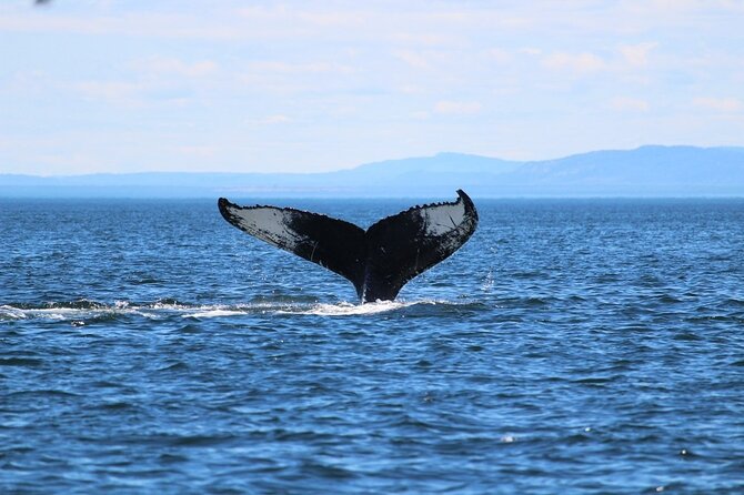 Whale Watching Cruise in Honolulu - What you’re really paying for: whale odds on the Oahu waters