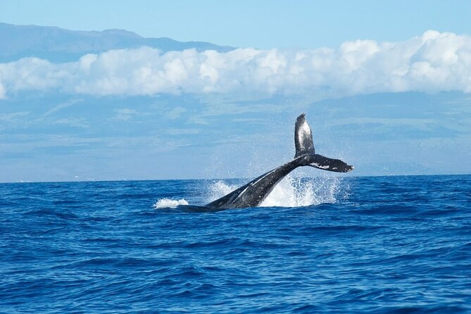 Whale Watching Cruise in Honolulu - Diamond Head Lighthouse stop: setting the scene and finding your bearings