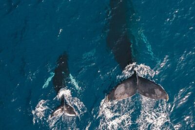 Whale Watching Cruise in Honolulu - Meet at Ala Moana, then plan to stay on deck