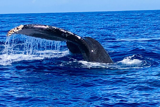 Whale Watching Cruise in Honolulu - Drink service (and what food expectations to set)