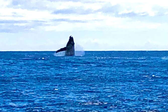 Whale Watching Cruise in Honolulu - Whale sightings: how to maximize your chances without stressing out