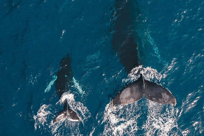 Whale Watching Cruise in Honolulu - Meet at Ala Moana, then plan to stay on deck