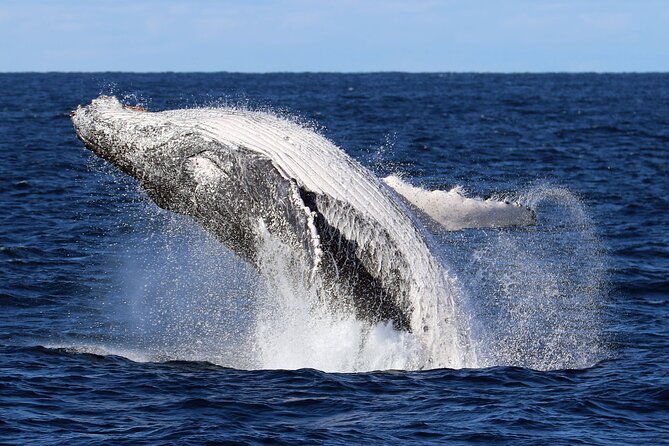 Whale Watching Cruise in New South Wales - Key things to know before you go