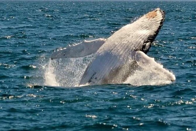 Whale Watching Cruise in New South Wales - Northern vs southern humpback migration: what you’re actually hoping to see
