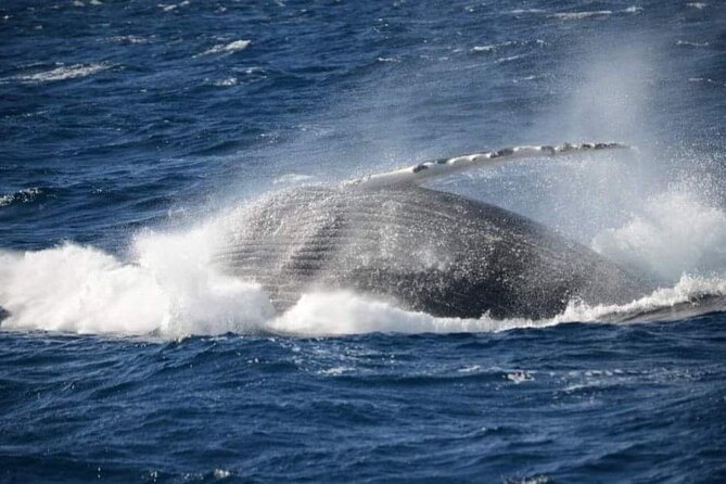 Whale Watching Cruise in New South Wales - Practical checklist for a smooth day out of Shell Cove