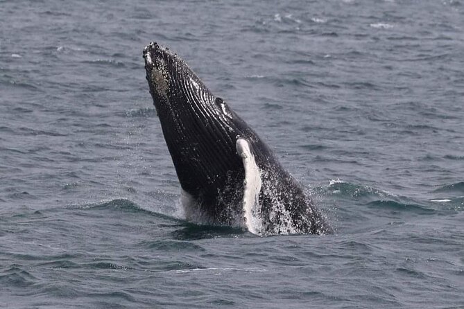 Whale Watching Cruise in New South Wales - Henry, Carmel, and the crew’s approach to learning on the move