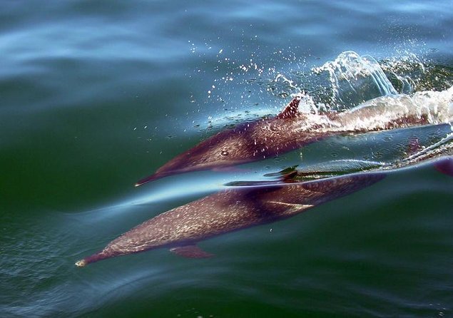 Whale Watching Cruise In Puerto Vallarta & Nuevo Vallarta - Quick Hits Before You Go