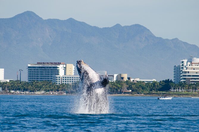 Whale Watching Cruise In Puerto Vallarta & Nuevo Vallarta - Whales in Banderas Bay From Puerto Mágico’s Catamaran