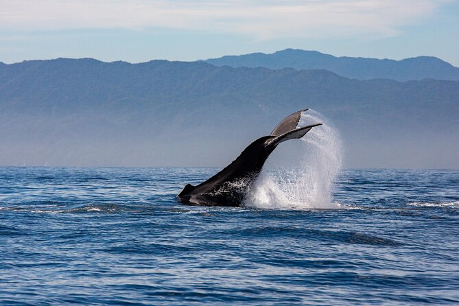 Whale Watching Cruise In Puerto Vallarta & Nuevo Vallarta - Open Bar Included: Drinks, Cocktails, and the Onboard Vibe