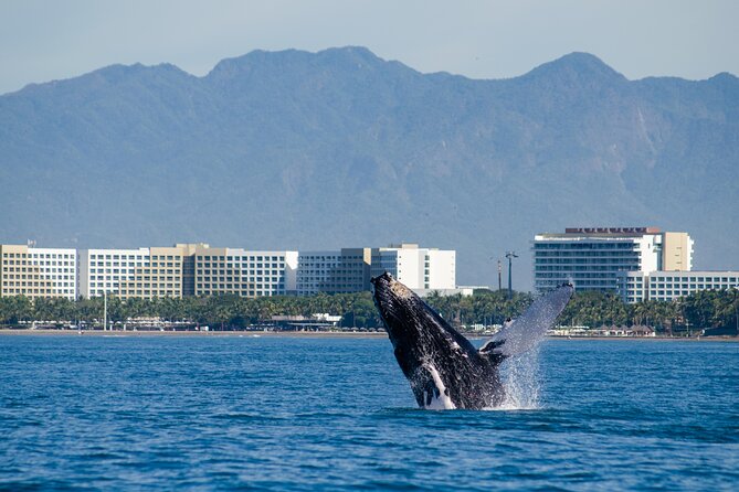Whale Watching Cruise In Puerto Vallarta & Nuevo Vallarta - Price and Port Fees: Is $99 Worth It?