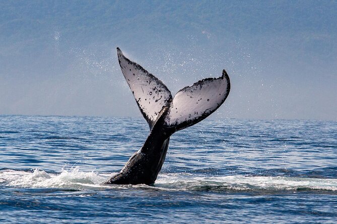Whale Watching Cruise In Puerto Vallarta & Nuevo Vallarta - Who Should Book This Cruise (and Who Might Want a Plan B)