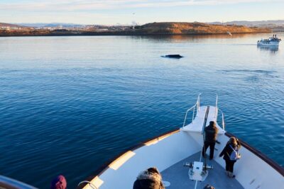 Whale Watching Cruise on a Yacht in Reykjavik - Faxaflói Bay and the islands: where whale luck meets good planning