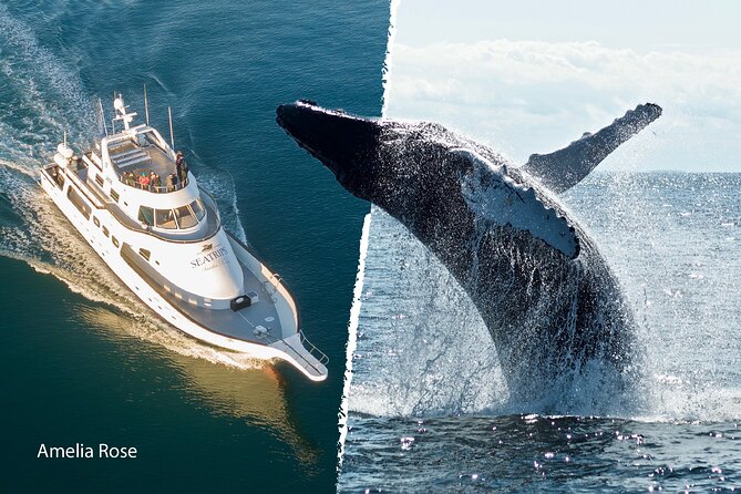Whale Watching Cruise on a Yacht in Reykjavik - It’s worth knowing what stops you’ll see from the water