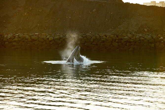 Whale Watching Cruise on a Yacht in Reykjavik - Who should book this whale cruise on a yacht?