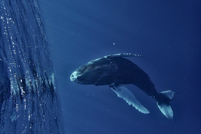 Whale watching DE Humpback West Coast of Tahiti - How the tour works: observation rules and what you can expect