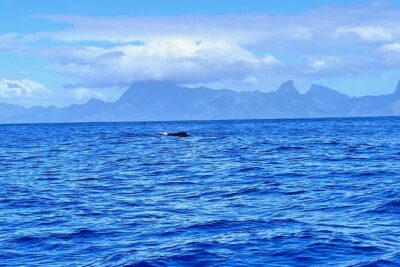 Whale watching DE Humpback West Coast of Tahiti - When humpbacks arrive in Tahiti: season timing that matters