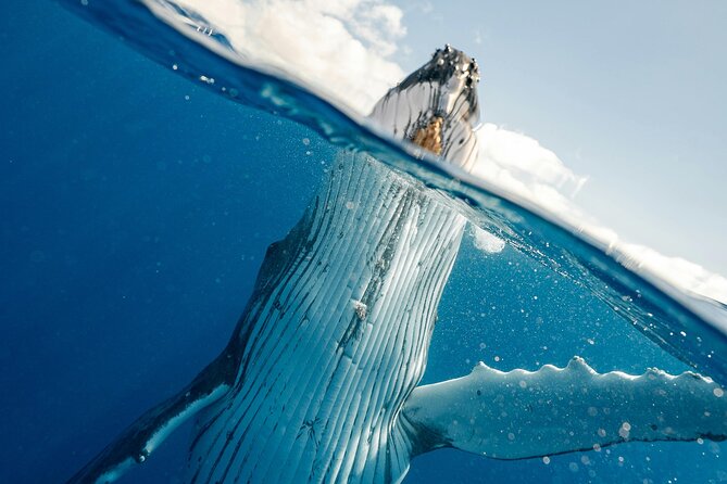 Whale watching DE Humpback West Coast of Tahiti - The whale launch: when you can actually swim with whales