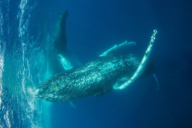Whale watching DE Humpback West Coast of Tahiti - On-board comfort and included extras that keep you energized