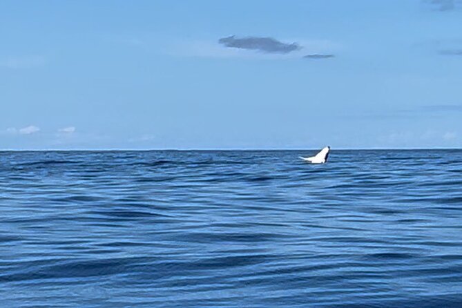 Whale watching DE Humpback West Coast of Tahiti - Price and value: is $167.34 worth it?