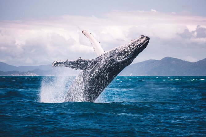Whale watching DE Humpback West Coast of Tahiti - Who this tour suits best (and who may want a different option)