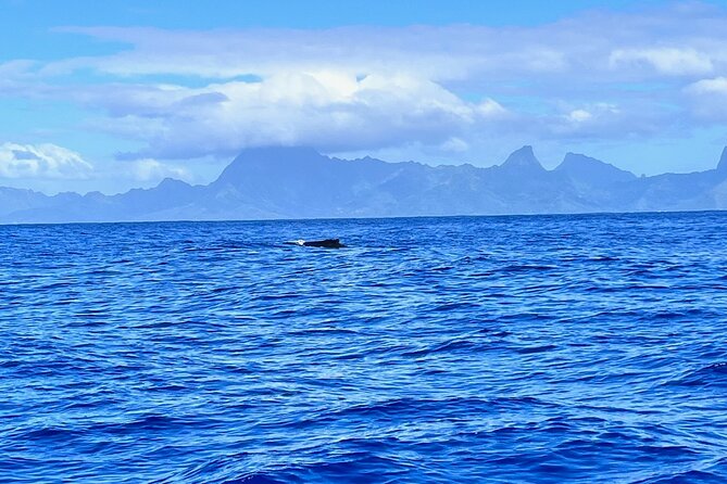 Whale watching DE Humpback West Coast of Tahiti - When humpbacks arrive in Tahiti: season timing that matters