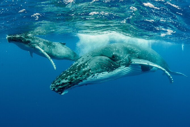 Whale watching DE Tahiti Peninsula - Whale Watching Off the Tahitian Peninsula: The Big Idea