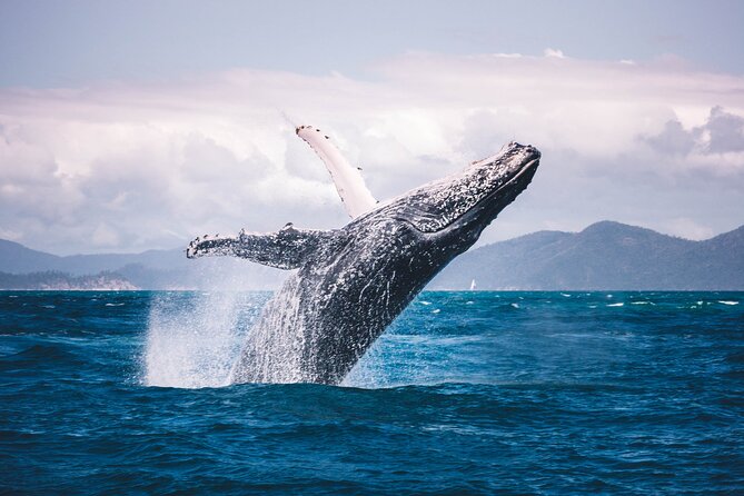 Whale watching DE Tahiti Peninsula - Snorkeling Gear, Snacks, and Why Comfort Is a Safety Issue