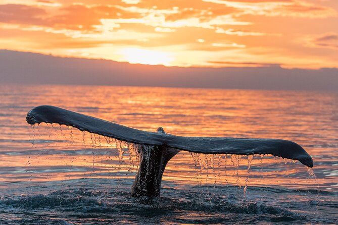 Whale watching DE Tahiti Peninsula - How Whale Time Works: Migration, Season Windows, and Not-Guaranteed Launches