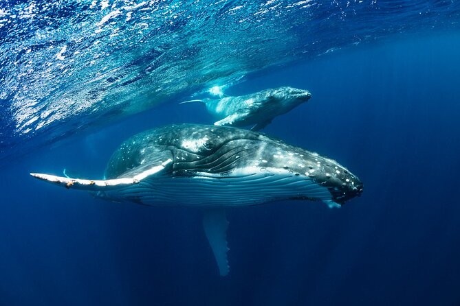 Whale watching DE Tahiti Peninsula - Price and Value: Is $188.27 Worth It?