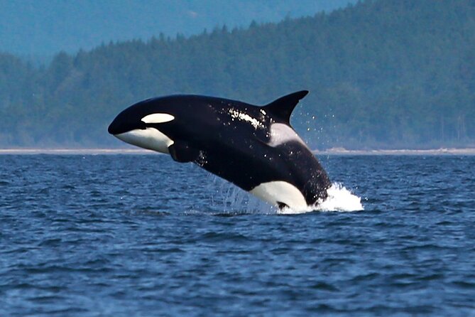 Whale Watching + Deception Pass Tour from Seattle - What whales you’re realistically hunting for (and why the odds matter)