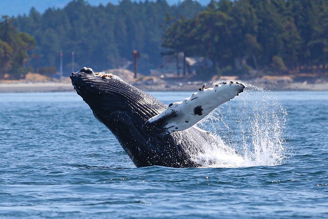 Whale Watching + Deception Pass Tour from Seattle - Getting the timing right: how the full itinerary flows