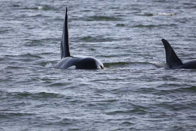 Whale Watching + Deception Pass Tour from Seattle - Transportation and group size: what it feels like in practice