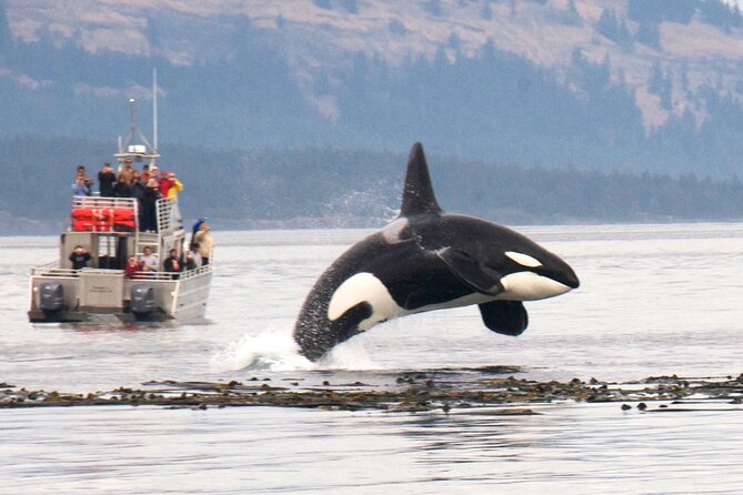 Whale Watching + Deception Pass Tour from Seattle - Anacortes and Outer Island Excursions: how the whale portion is built