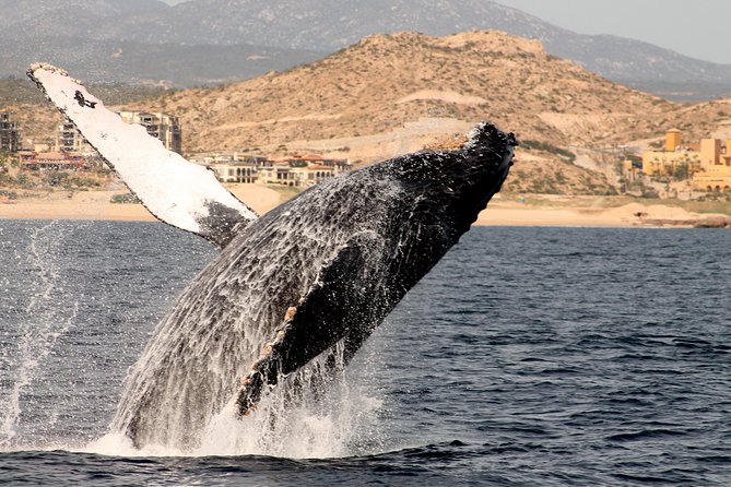 Whale Watching Dinner Cruise in Cabo San Lucas - Whale Watching Near Los Cabos: What You’re Really Trying to See