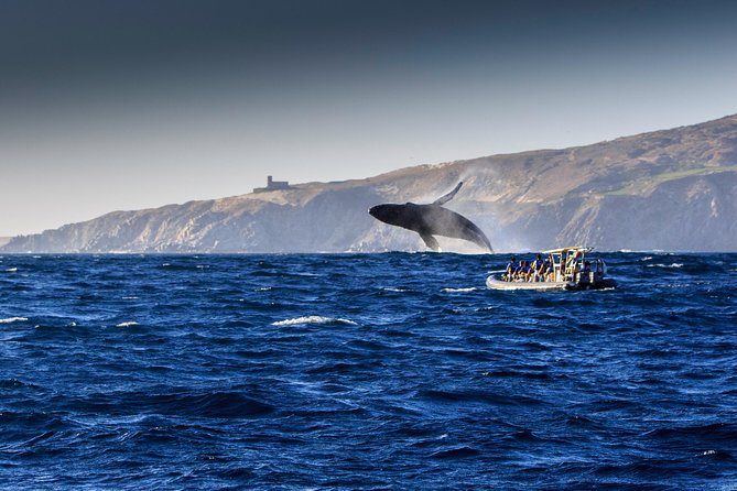 Whale Watching Dinner Cruise in Cabo San Lucas - Dinner Buffet + Open Bar: How the Meal and Drinks Work Onboard