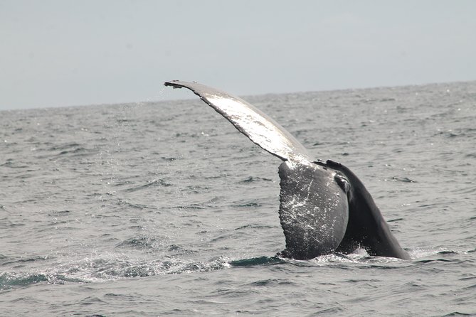 Whale Watching Dinner Cruise in Cabo San Lucas - Crew Show and Dance Party: Fun Energy or a Detour?