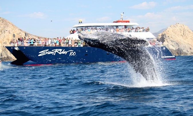 Whale Watching Dinner Cruise in Cabo San Lucas - Meet at Rent a Yacht Los Cabos: Finding the Boat and Getting Good Seats