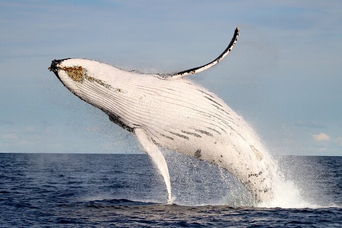 Whale Watching Discovery Tour from Lake Macquarie - Key highlights worth planning for