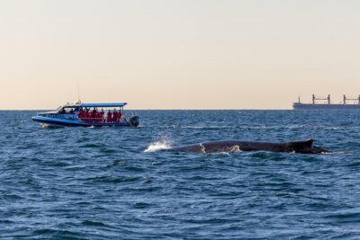 Whale Watching Discovery Tour from Lake Macquarie - The Hydro boat and the small-group advantage (max 12)