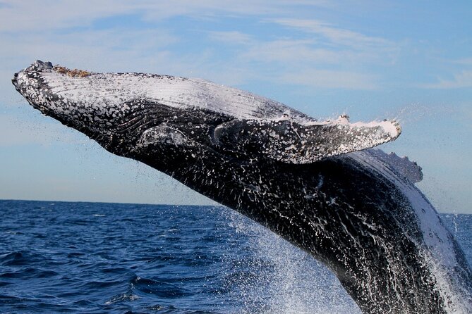 Whale Watching Discovery Tour from Lake Macquarie - What you’ll likely see up close (and why it feels magical)