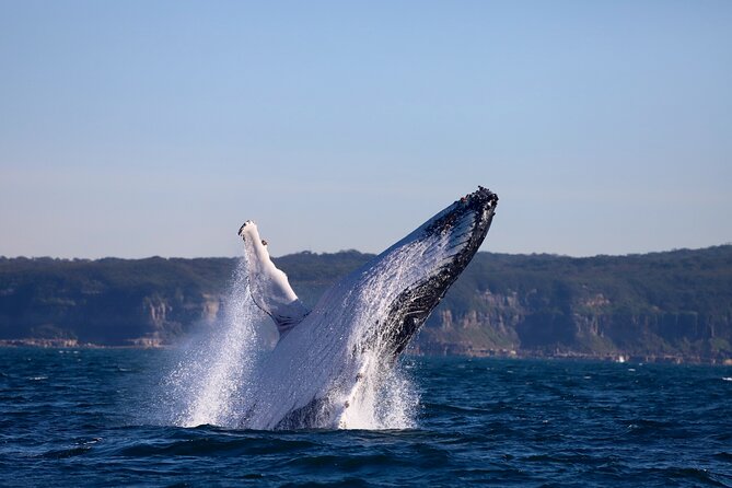 Whale Watching Discovery Tour from Lake Macquarie - Stops that make the tour feel like more than one scan