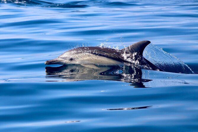 Whale Watching Discovery Tour from Lake Macquarie - Price and value: is $89.66 worth it?