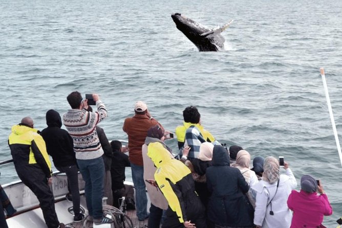 Whale Watching & Dolphin Yacht Cruise - Setting Out From Reykjavik’s Old Harbor: Easy Start, Real Sea Air