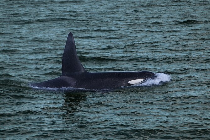 Whale Watching & Dolphin Yacht Cruise - The Guide Experience: Facts in Real Time, and Why It Varies