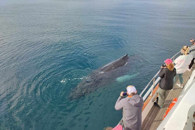 Whale Watching & Dolphin Yacht Cruise - Wi-Fi and Live Photos: Small Feature, Big Payoff
