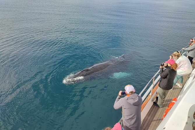 Whale Watching & Dolphin Yacht Cruise - Boat Comfort: Harpa vs Amelia Rose, and What Reviews Tell You to Know