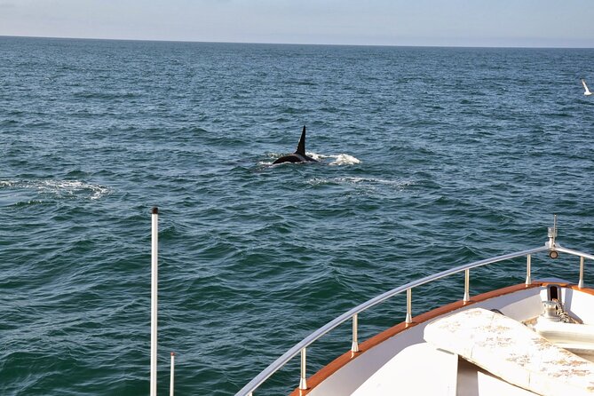 Whale Watching & Dolphin Yacht Cruise - What the Cruise Feels Like, From Start to Finish